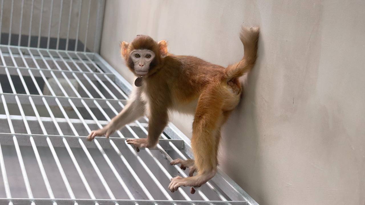 SAUDÁVEL - O celebrado animal trazido ao mundo por chineses: 3 anos e meio de idade e crescendo firme e forte