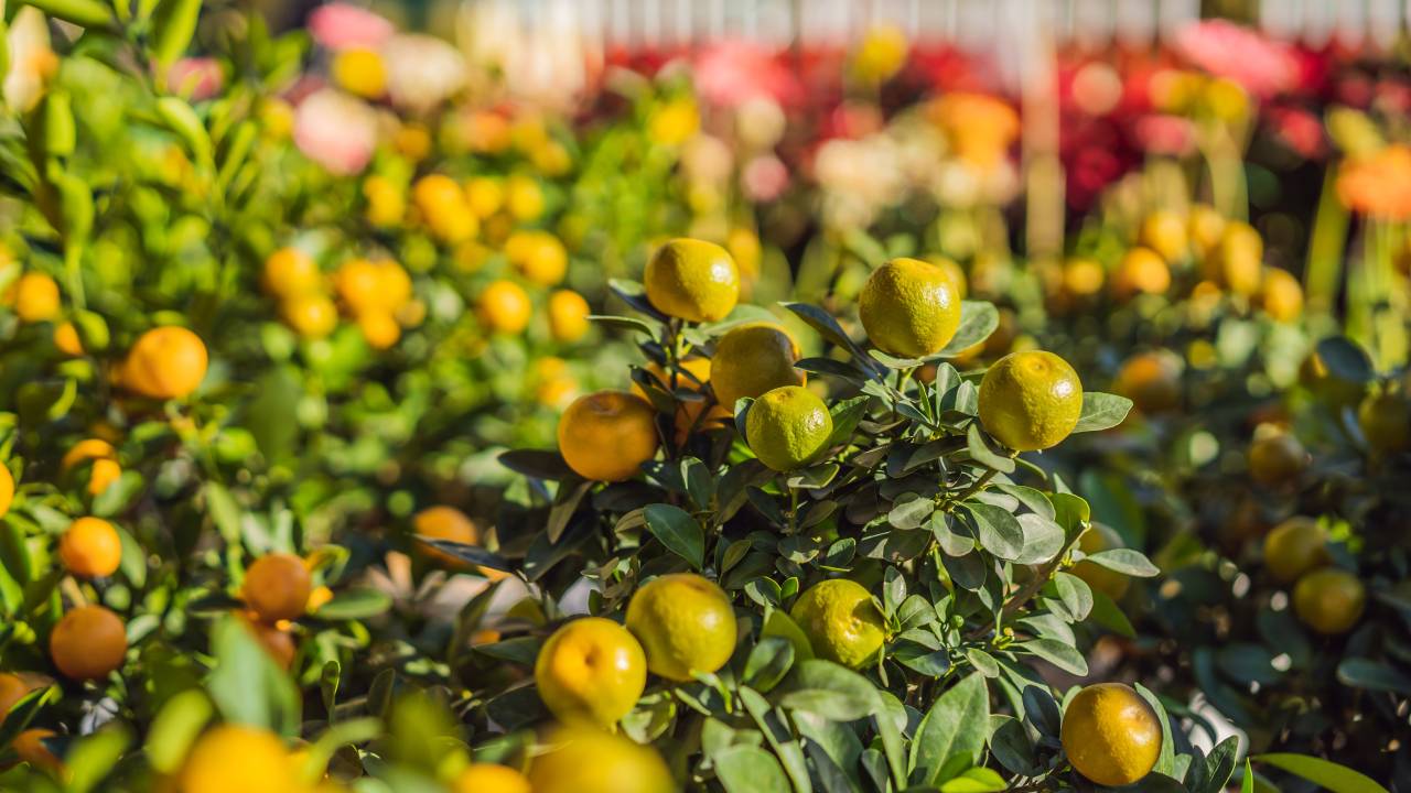 Plantação de laranja - citricultura