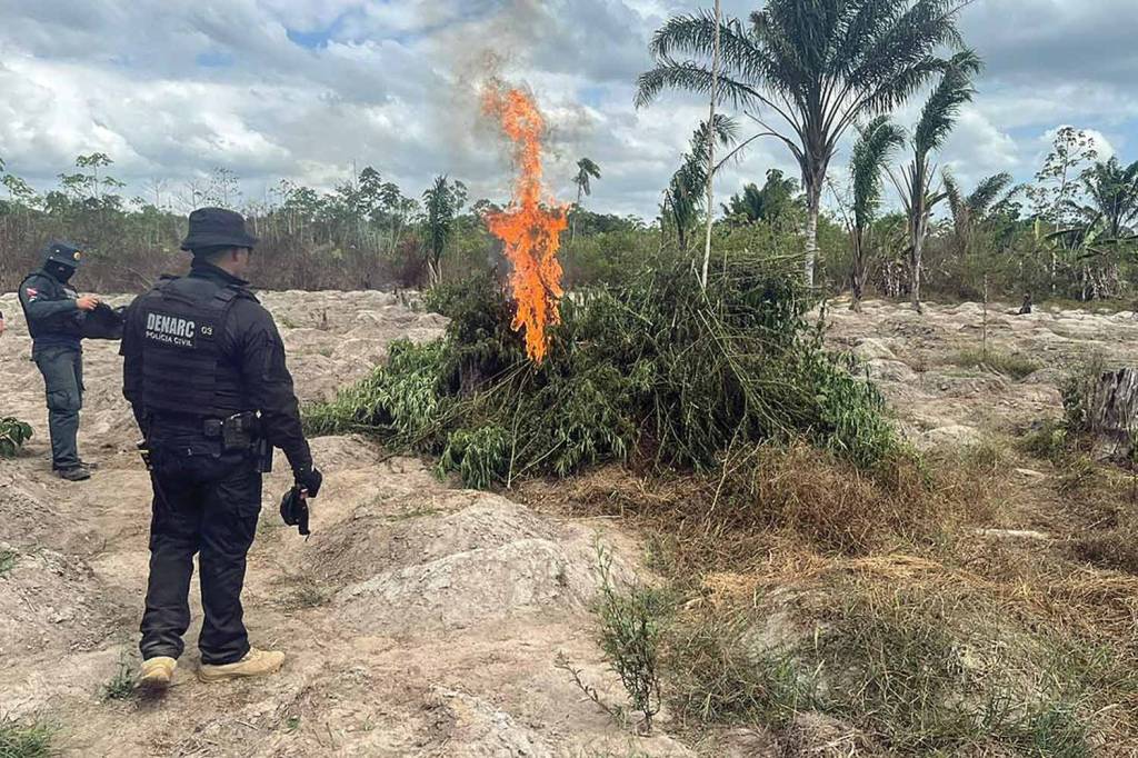 up_ag_48242_b95e3571-de3b-3b0e-41b7-4bc6a17df7fd.jpg REPRESSÃO - Operação: policiais incineram pés de maconha apreendidos