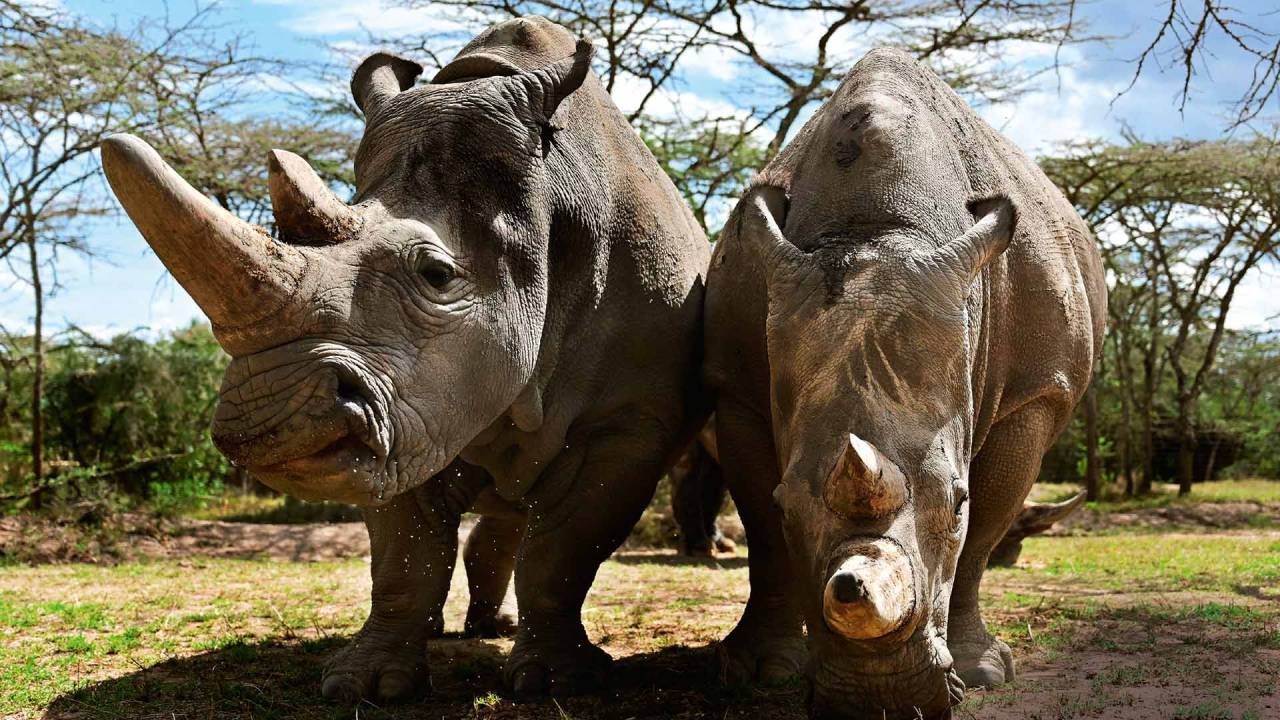 SOLITÁRIAS - As fêmeas Najin e Fatu, em reserva no Quênia: últimos indivíduos entre os “brancos-do-norte”