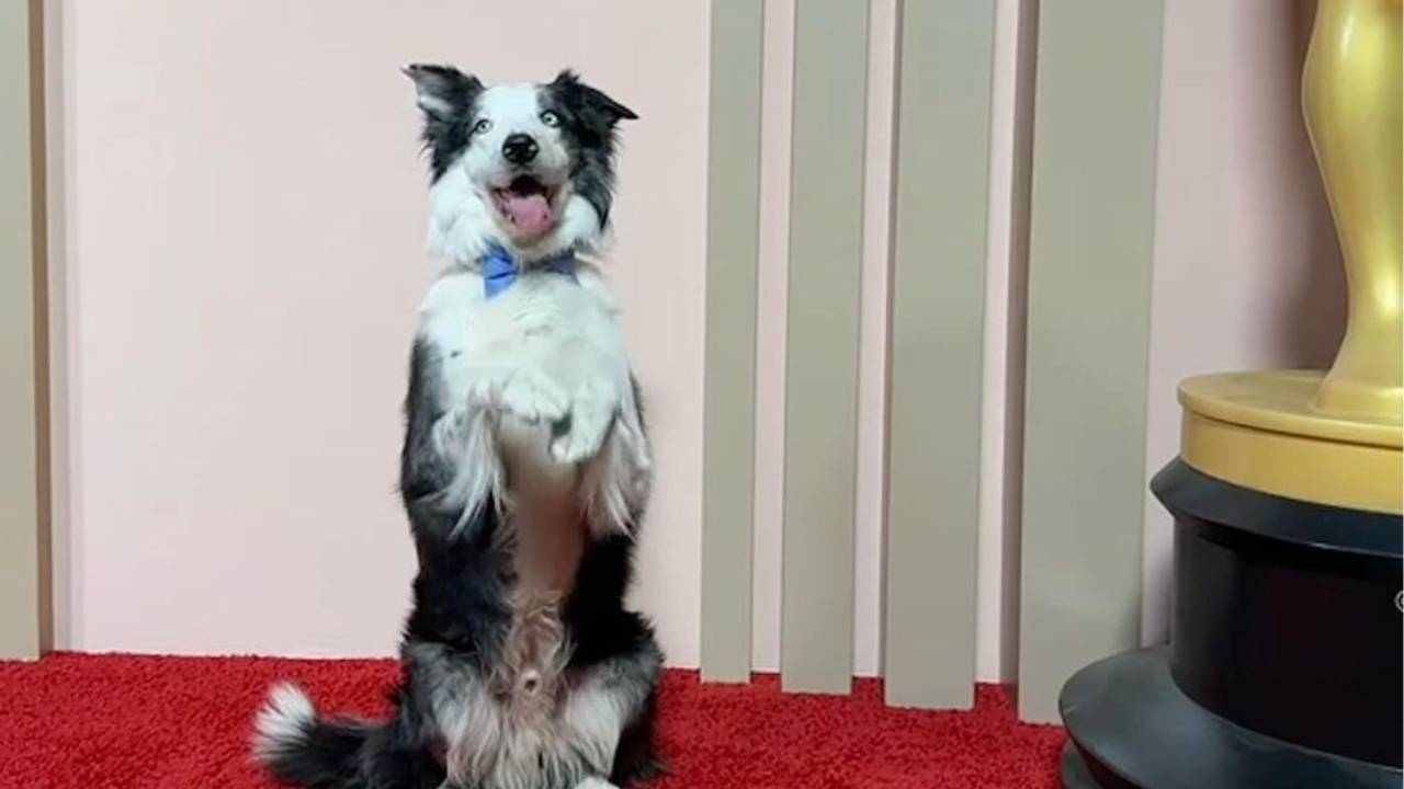 O cão Messi compareceu ao almoço de indicados ao Oscar na segunda-feira, 12 de fevereiro