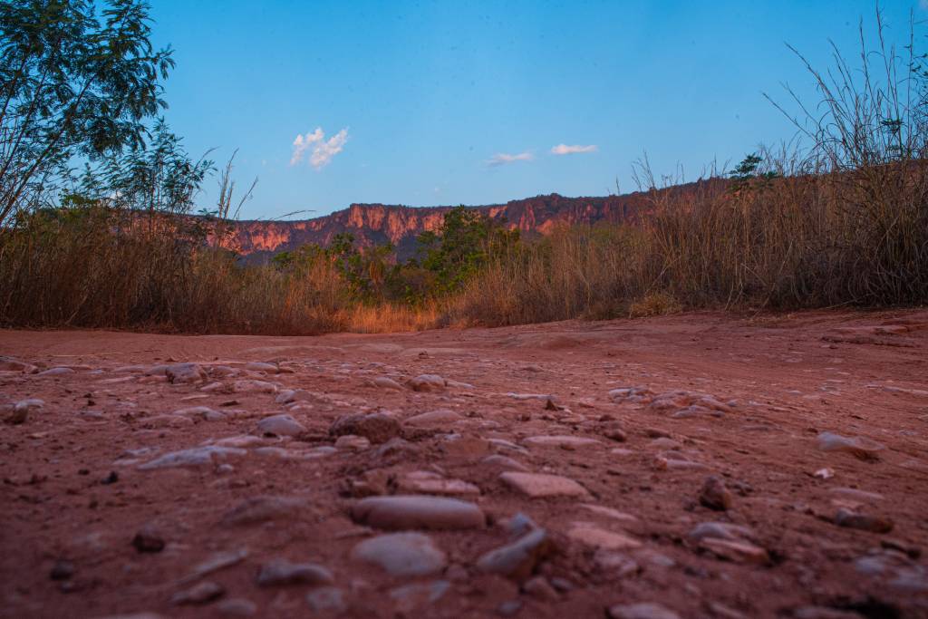 Estudo aponta caminho para aumentar o sucesso da restauração do Cerrado