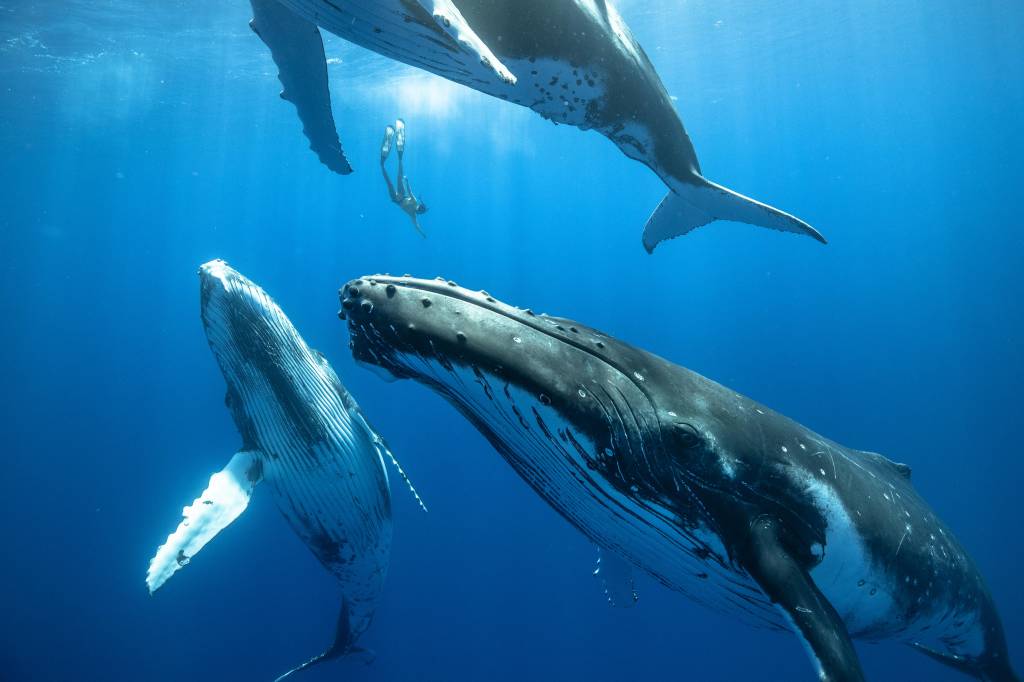 Whales & diver Whales & diver