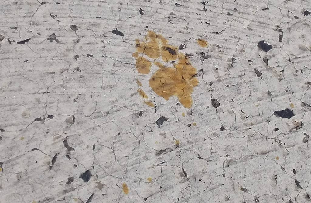 Cidade no Japão acende alerta após gato cair em tanque com produto tóxico