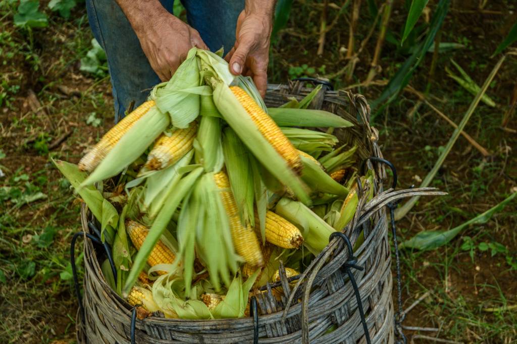 Governo aposta em biocombustíveis para fomentar agricultura familiar