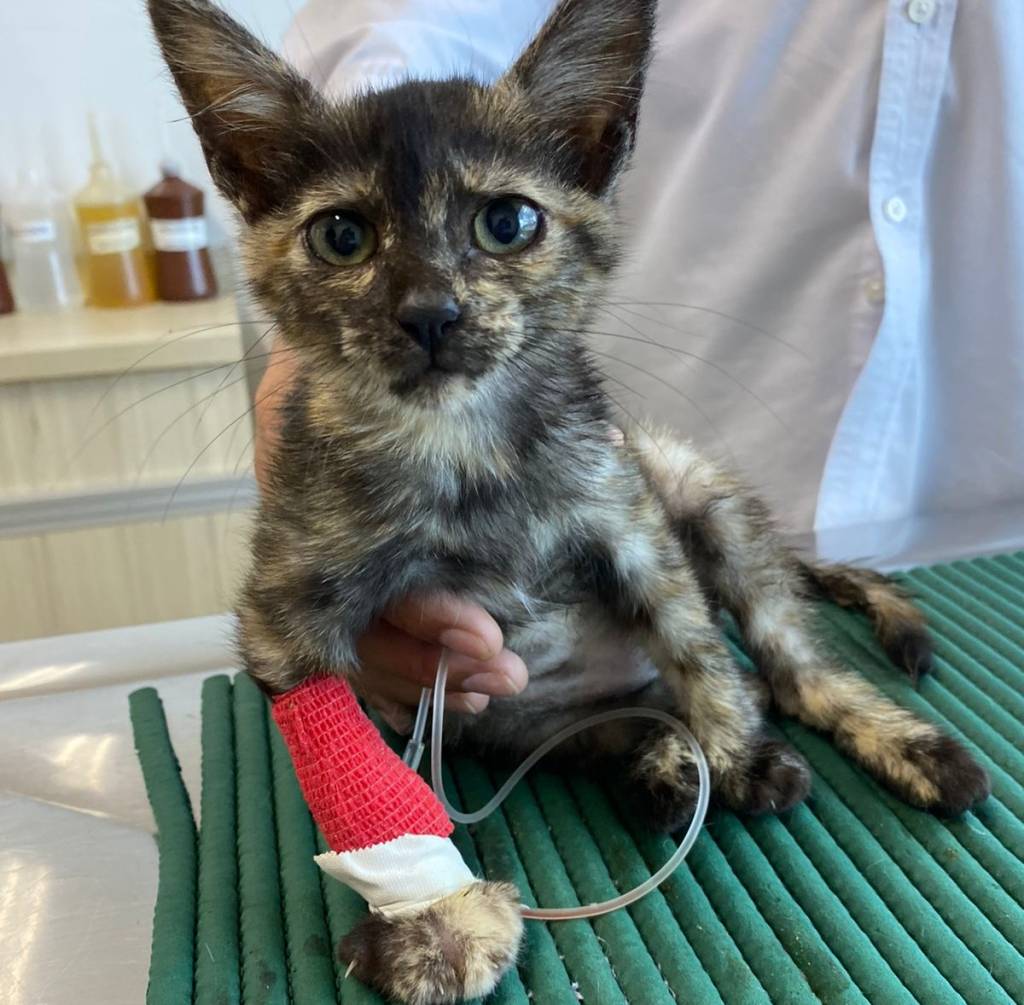 Saiba o que aconteceu com a gata filhote abandonada e atropelada no DF