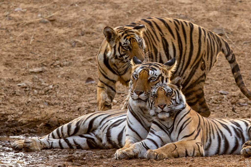 DN_Tiger-2173.jpg MÃE FELINA - Ambar e dois de seus quatro filhotes: mimos e carinhos só até os bebês terem idade para se virar