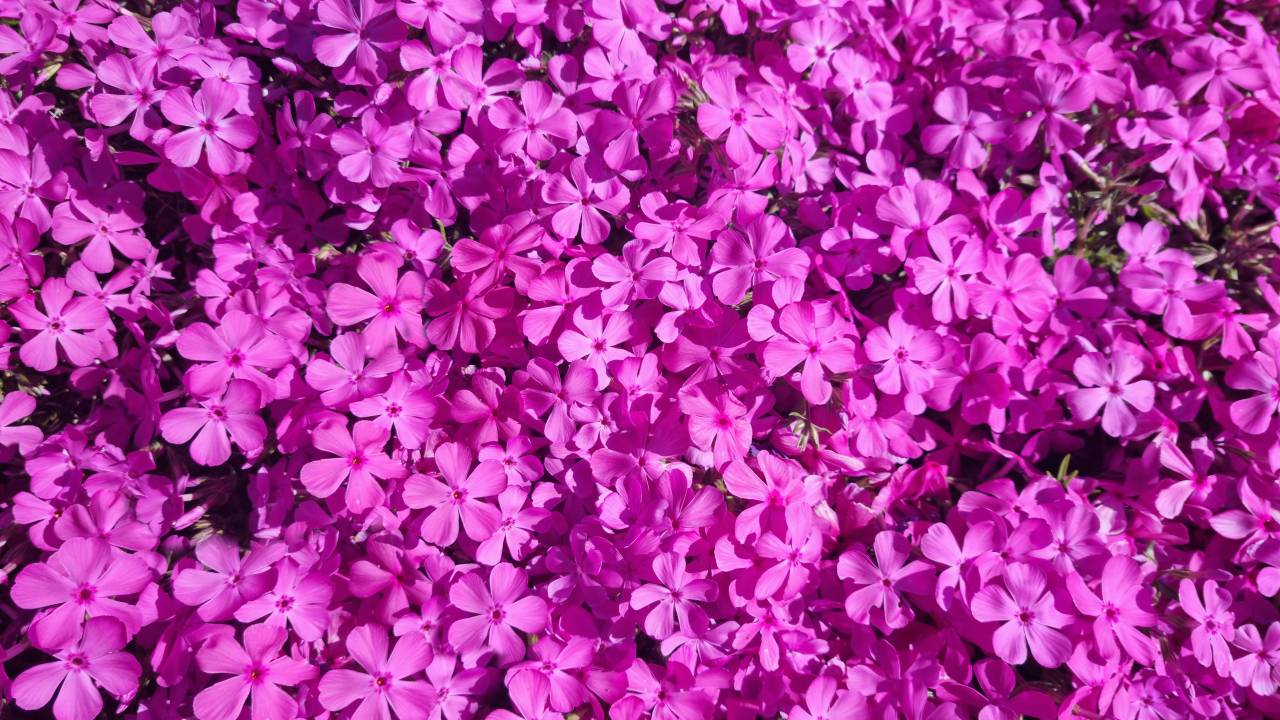 Phlox subulata - Lua Cheia Rosa: flor é a primeira a brotar na primavera