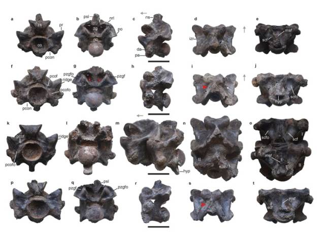 Parte das 27 vértebras encontradas da 'Vasuki Indicus', a espécie teria vivido há 47 milhões de anos, nas imediações de Gujarat, na Índia -