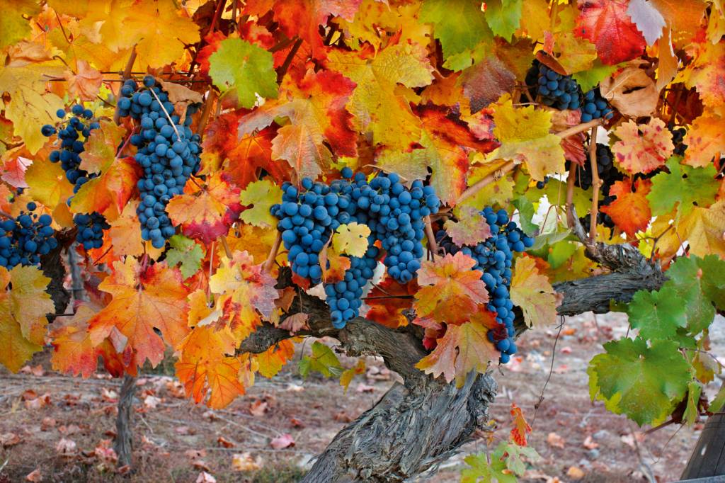 GettyImages-146144091.jpg TERROIR - Vinhedo no Chile: ótimas condições para trabalhar boas safras