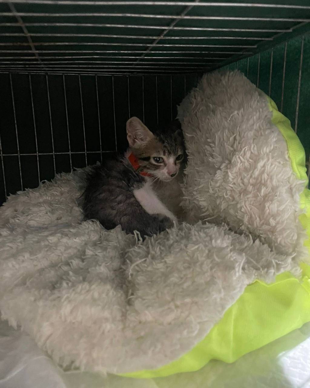 Procura-se um amigo 07 Gatinha resgatada no abrigo da Procura-se um Amigo, no Rio Grande do Sul.