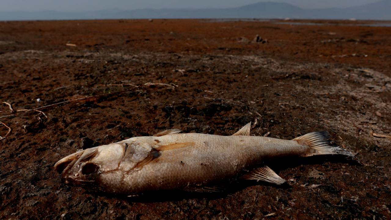 Peixe morto pela seca no lago Chapala, México. 06/06/2024