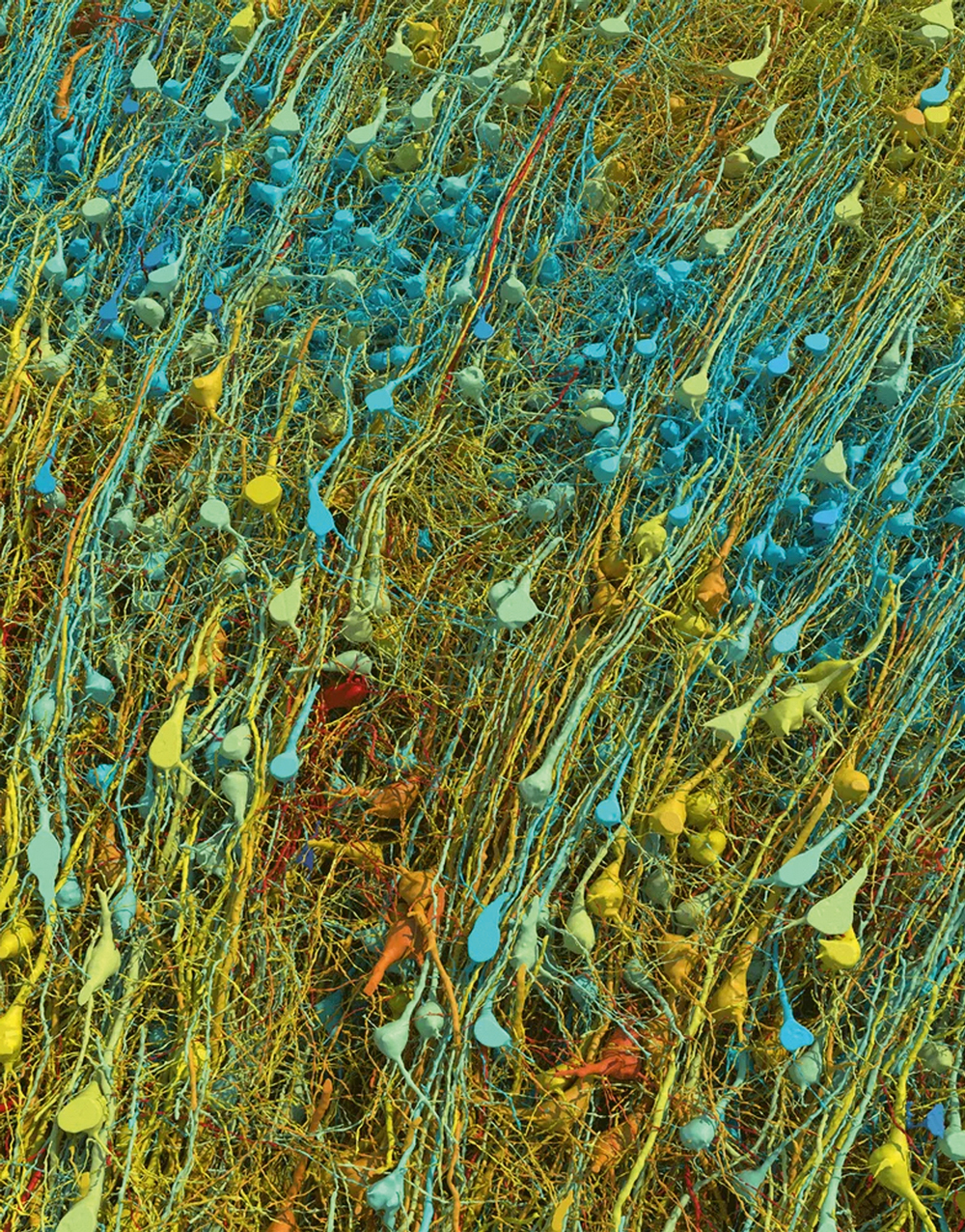 CLOUSE-UP - Neurônios em ação: imagem captada pelos cientistas do Google