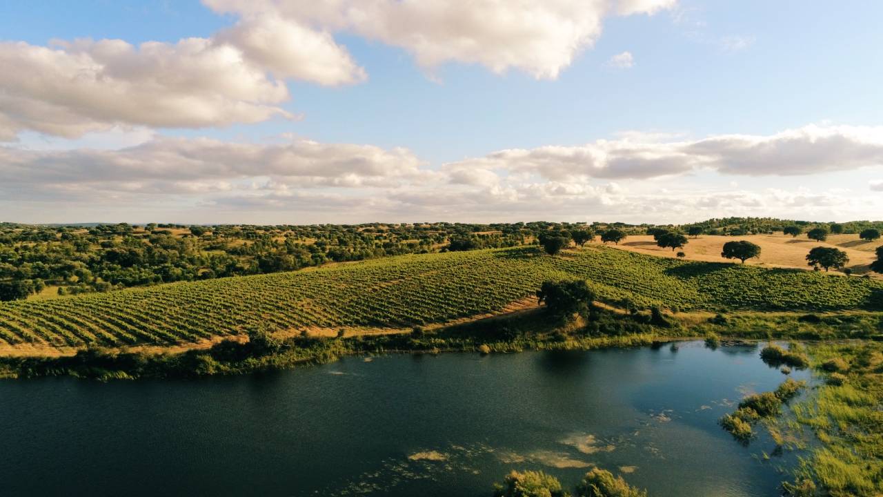Vinhedos da Herdade de São Miguel, no Alentejo -