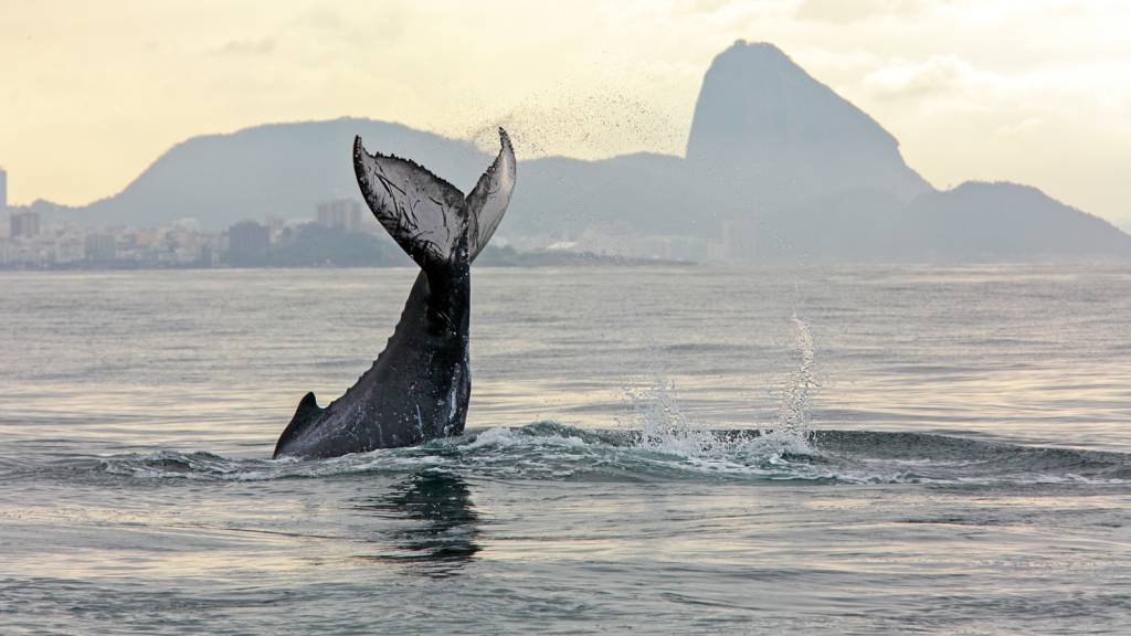 Marco Terranova / Projeto Jubarte BALÉ - Gigante em ação: passeios de barco permitem ver acrobacias de perto