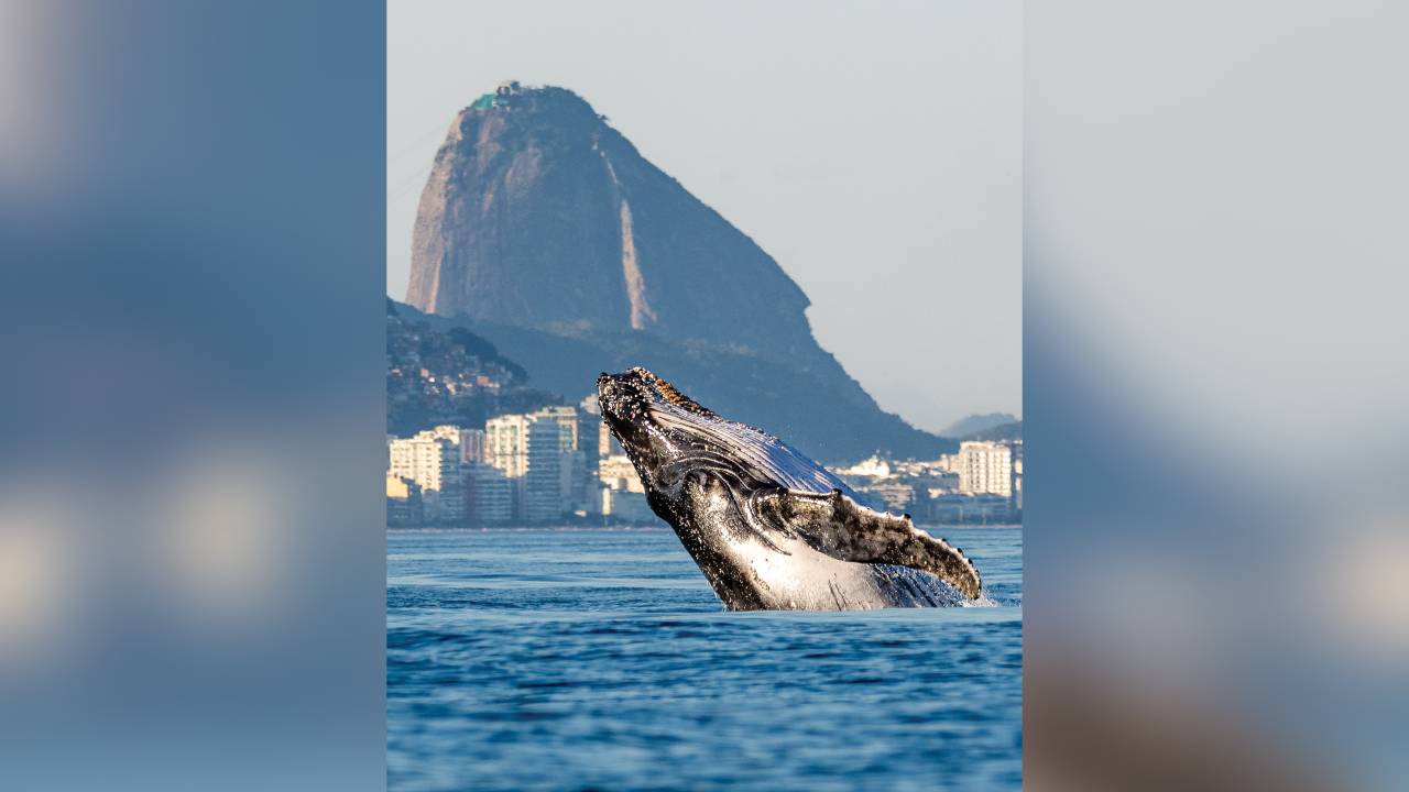 SINTONIA - A baleia e o Pão de Açúcar: ângulo perfeito na foto da nova atração