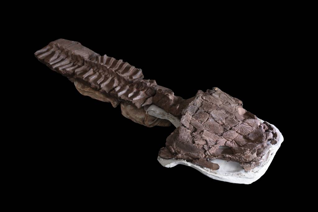 Gaiasia skeleton FÓSSIL QUASE COMPLETO - Gaiasia: concreção foi descoberta na Namíbia
