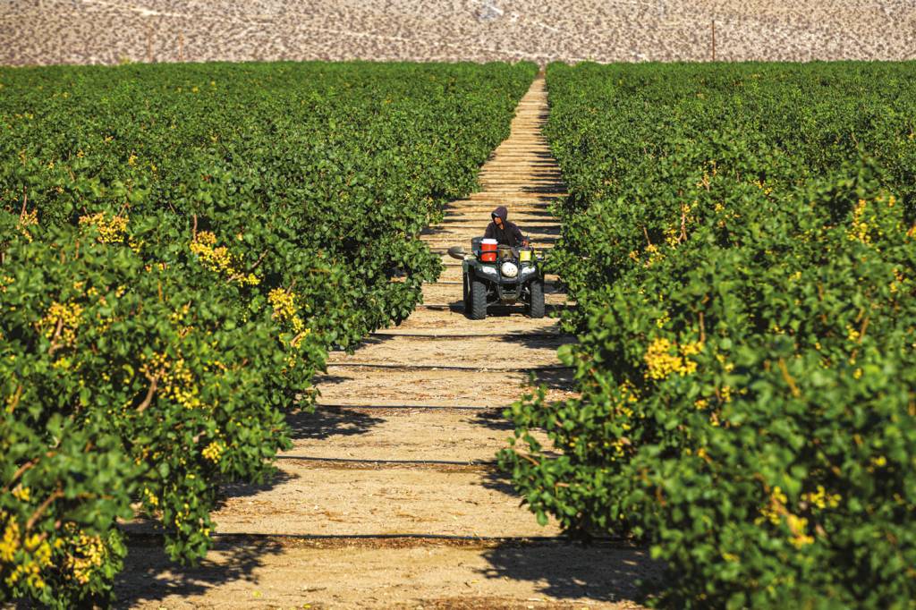 GettyImages-1235448435.jpg CULTIVO - Lavoura nos Estados Unidos: país é o maior produtor