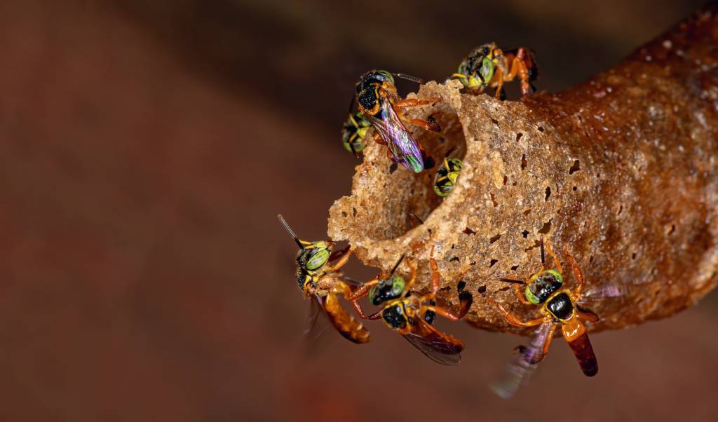 Jatai bee of the species Tetragonisca angustula