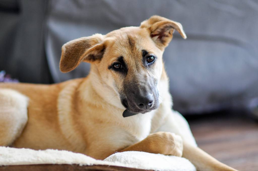 Conheça as tecnologias que substituem testes de cosméticos em animais