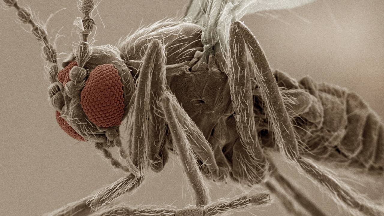 EM FOCO - Mosquito-pólvora: o principal transmissor do vírus oropouche, ao lado do pernilongo