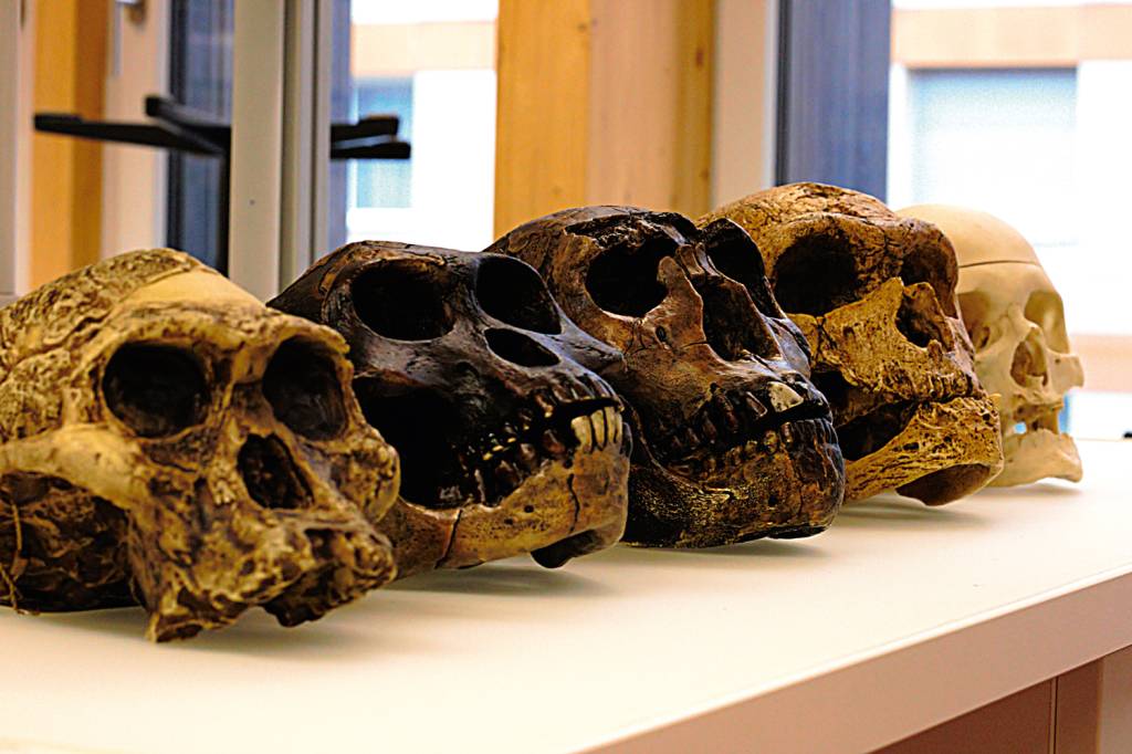 239106622.jpg ANTEPASSADOS - Crânios de cada espécie: a evolução dos homens das cavernas revelada pelo desenho dos cérebros de diferentes períodos