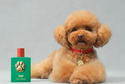 Fefé: Novo perfume para cães da Dolce & Gabbana custa 99 euros e homenageia o cachorrinho de estimação de Dolce. Mas é seguro?