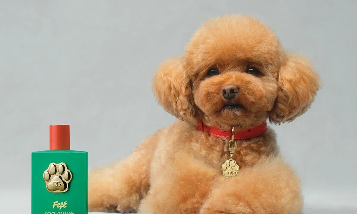 Fefé: Novo perfume para cães da Dolce & Gabbana custa 99 euros e homenageia o cachorrinho de estimação de Dolce. Mas é seguro?