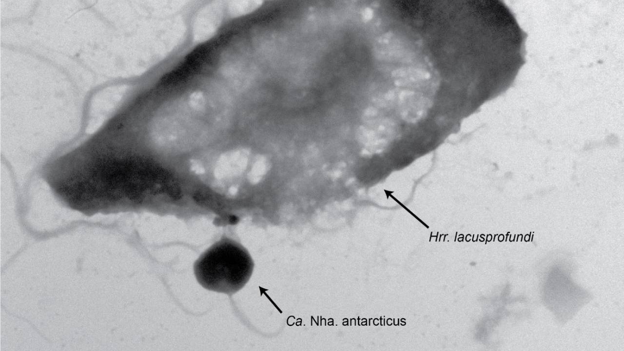 ARCHEA - Candidatus Nanohaloarchaeum antarcticus: microrganismo vive em ambientes extremos