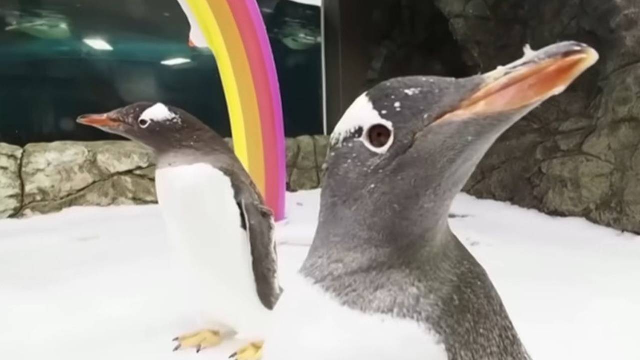 Os pinguins Sphen e Magic eram celebrados pela parceria romântica em zoológico australiano