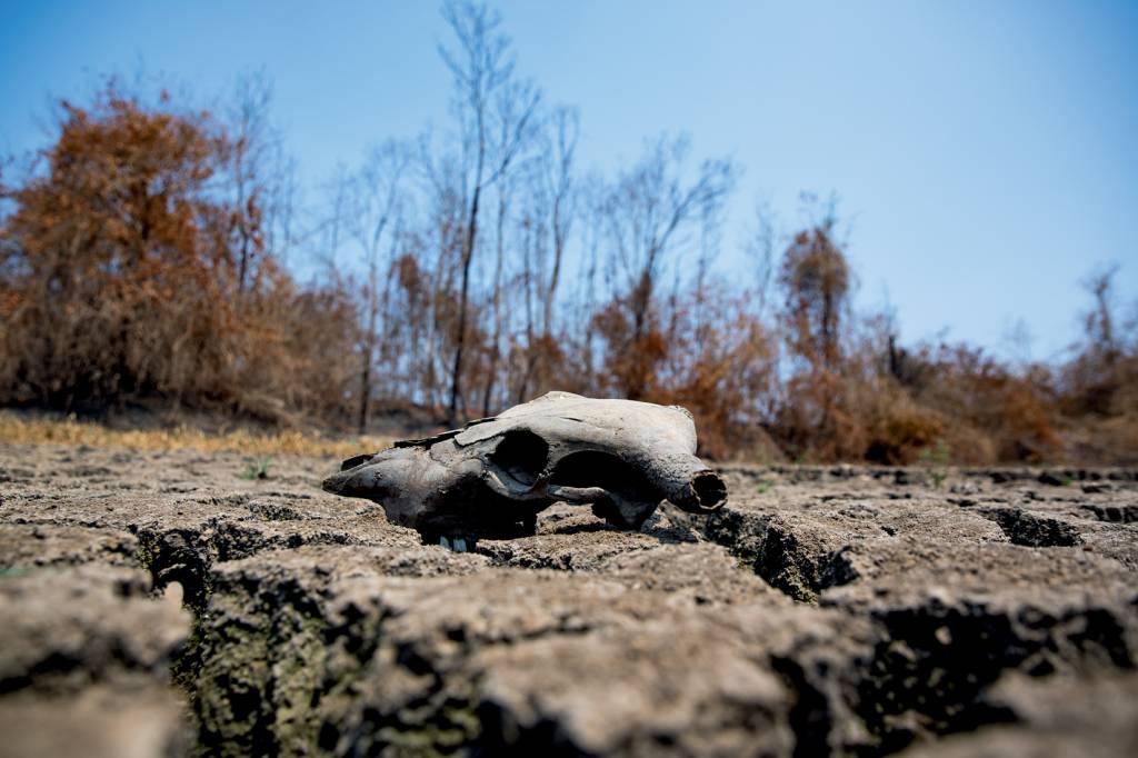Em 40 anos, o Brasil perdeu uma Bolívia em área verde