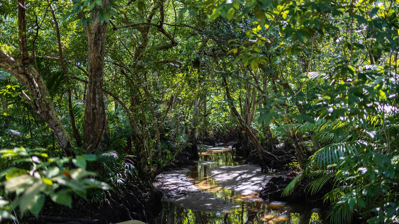 DIVERSIDADE - Floresta Amazônica com igarapé: uma das maiores captadoras de dióxido de carbono do mundo