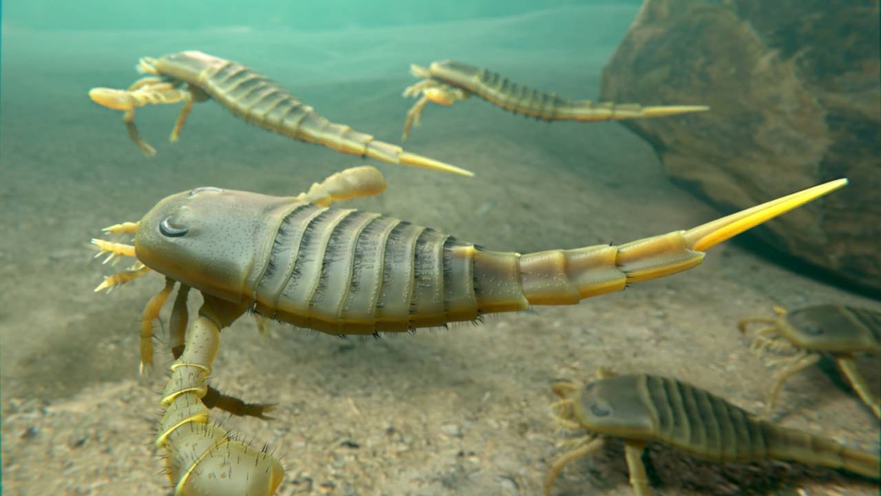 An illustration of Eurypterids (Sea Scorpions) swimming on a Silurian Period seafloor 418 million years ago.