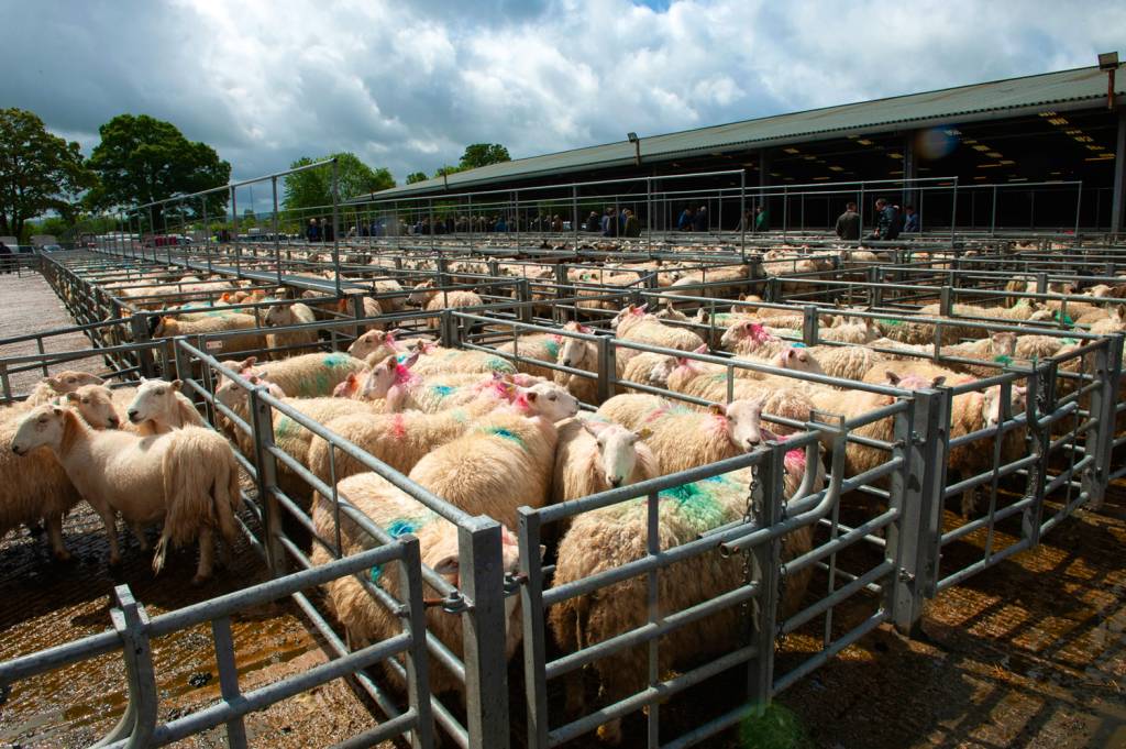 GettyImages-2163324901.jpg Criação de ovinos: acordo com a UE para aumentar exportação de alimentos