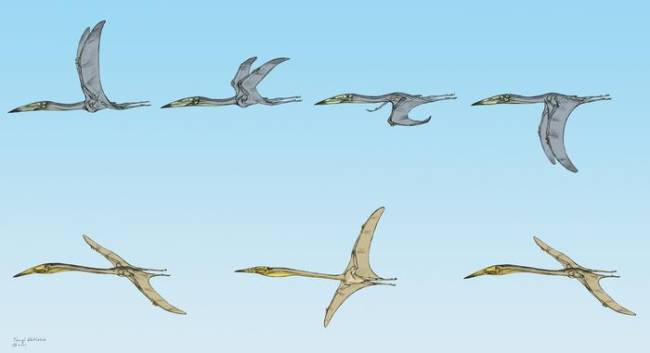 Low-Res_Jordan Pterosaurs flight flat copy Terryl Whitlatch 11111