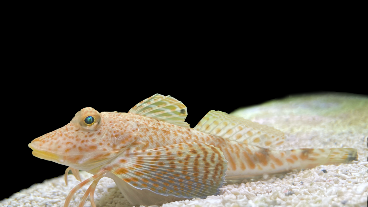 PEIXE-BORBOLETA - Prionotus scitulus: animal tem pernas