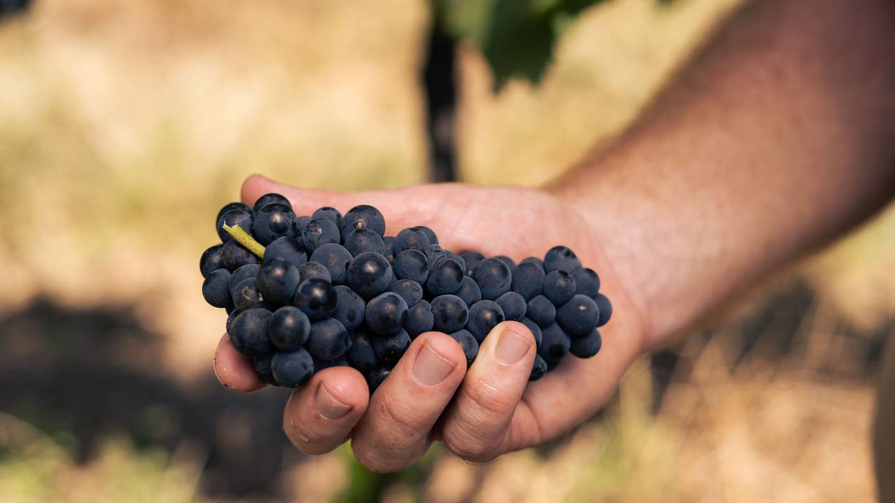 Uvas do vinhedo da Manus, na Serra do Sudeste, Rio Grande do Sul -