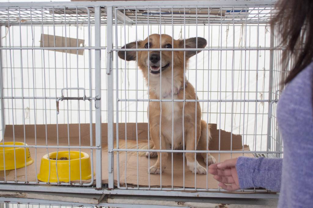 MOL Impacto e Petz chegam a R$ 10 milhões doados para a causa animal