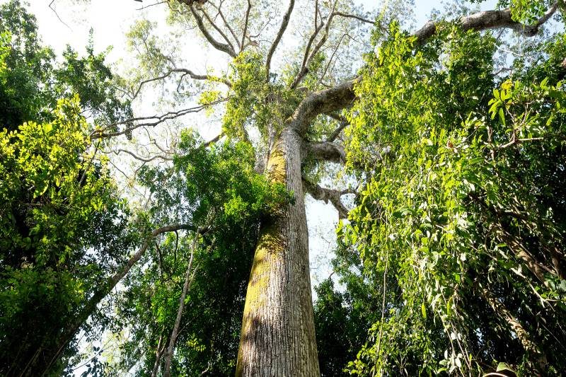 Em NY, Helder Barbalho cria Parque das Árvores Gigantes da Amazônia no PA