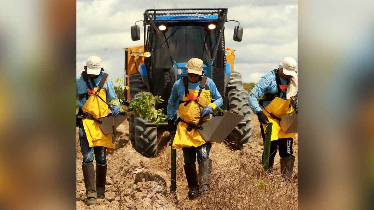 Projeto de reflorestamento: empresas vendem créditos de carbono para ganhar escala