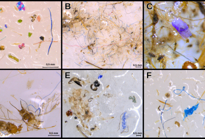 MICROPLÁSTICOS - Ajuda da natureza: teias de aranha são bons indicadores da presença do contaminante no ar