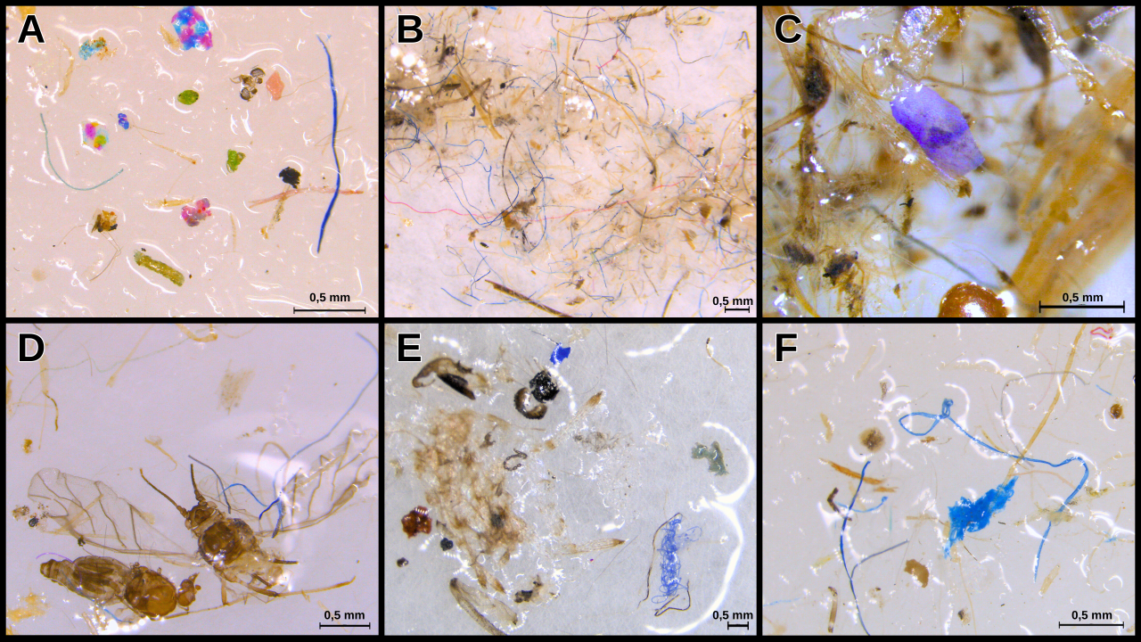 MICROPLÁSTICOS - Ajuda da natureza: teias de aranha são bons indicadores da presença do contaminante no ar