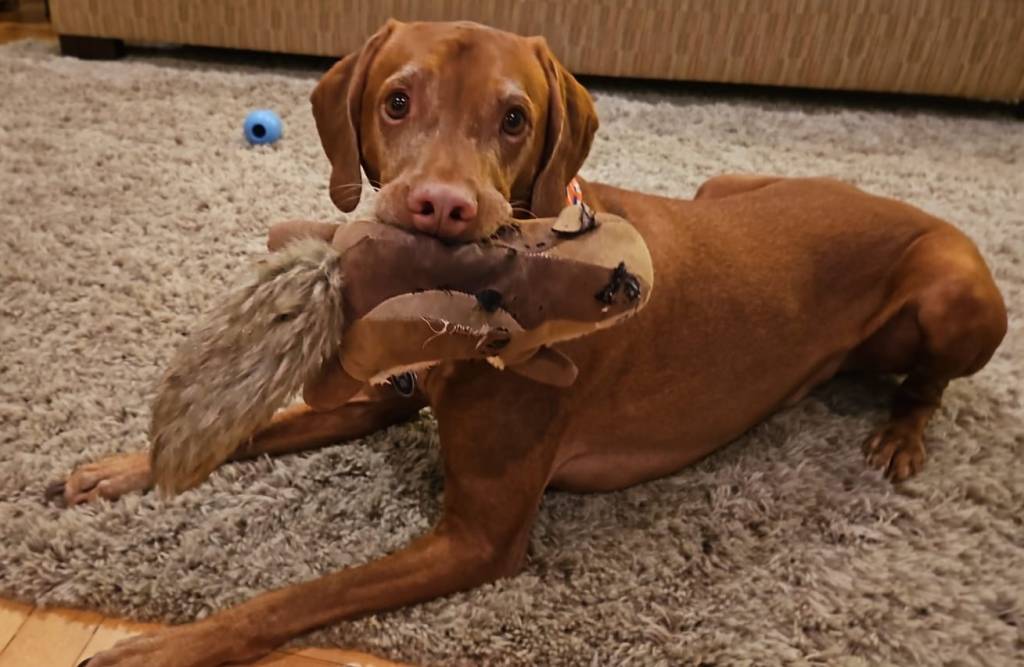 Conexões caninas: por que ter um cachorro faz bem à saúde