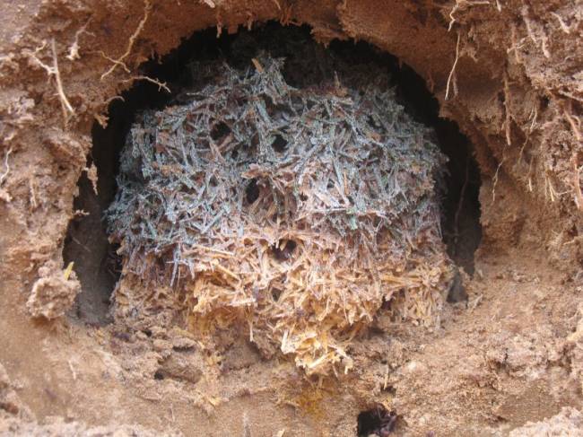 jardim-de-fungo-de-formiga-cortadeira-atta-capiguara Formigueiro encontrado em fazenda de Botucatu (SP) abriga jardim de fungo que compreende, além da espécie cultivada, folhas de gramíneas
