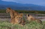 Leões africanos no Parque Nacional Rainha Elizabeth, em Uganda -