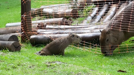 DOENÇA: Filhote de capivara apresenta paralisia das patas traseiras poucos dias antes de morrer por encefalite causada pelo vírus da raiva no litoral de São Paulo