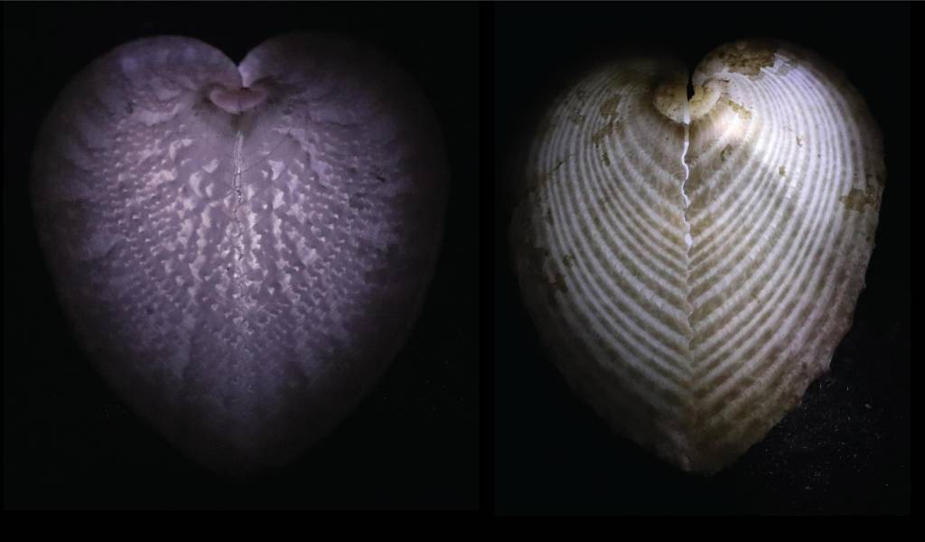 Tipo peculiar de fibra óptica é encontrada na natureza; entenda