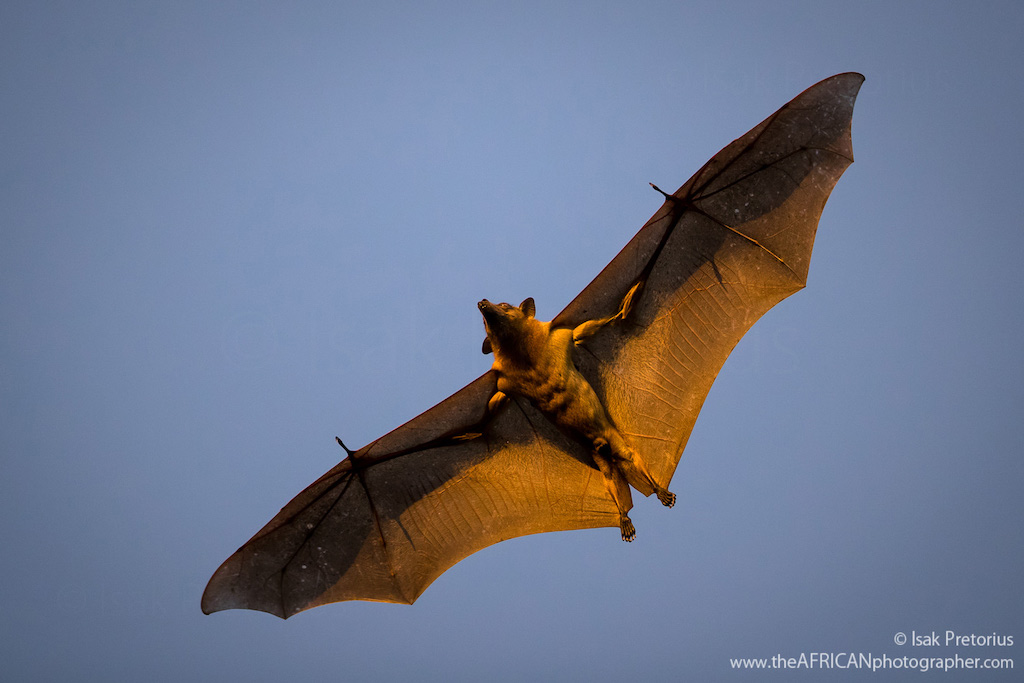 A importância dos morcegos para manter nossa vida em equilíbrio