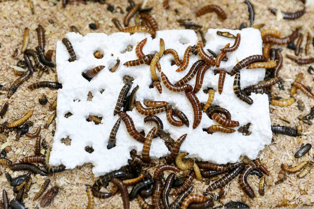 Inseto comedor de plástico é descoberto no Quênia