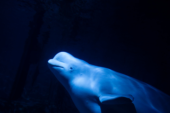 Baleia beluga no Oceanográfico de Valencia, na Espanha. 19/06/2024